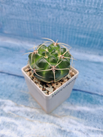 Gymnocalycium Monvillei (Гимнокалициум)