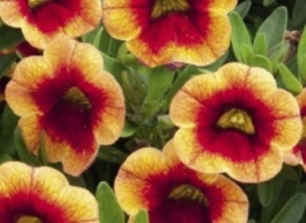 Calibrahoa Mini Famous Neo orange red eye ОКС укорененный черенок. Под заказ, производство 4-5 недель