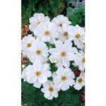 Семена Космея Снежная Сенсация 0,1гр (УД) Е/П