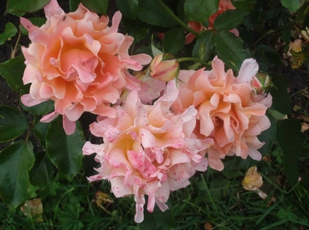 Ruffles Dream ( рАффлз дрИм)