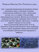 Живучка Шоколад Чип аюга многолетняя