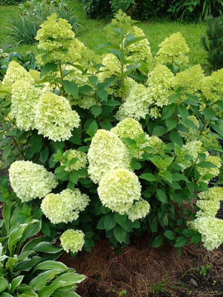 Гортензия метельчатая "ЛАЙМЛАЙТ"