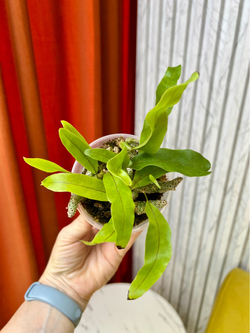 Леканоптерис Синуоза, D10см Н20см, 1шт, Папоротник, Urban Jungle (7583)