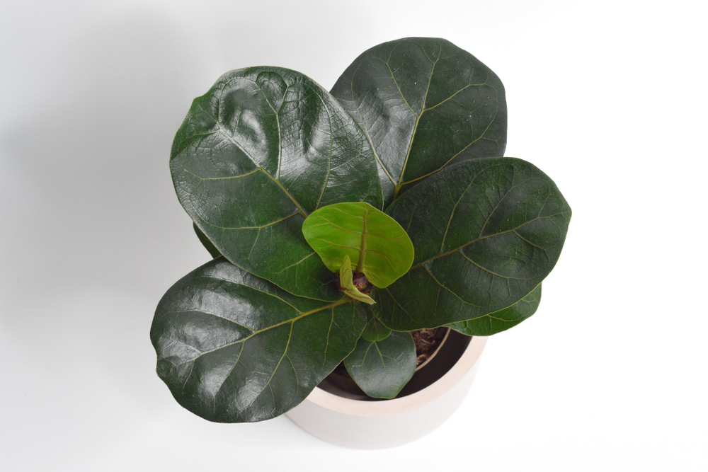 Фикус лирата Бамбино / Ficus lyrata Bambino