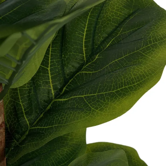 Фикус Лирата высота 180 см, 3 ствола