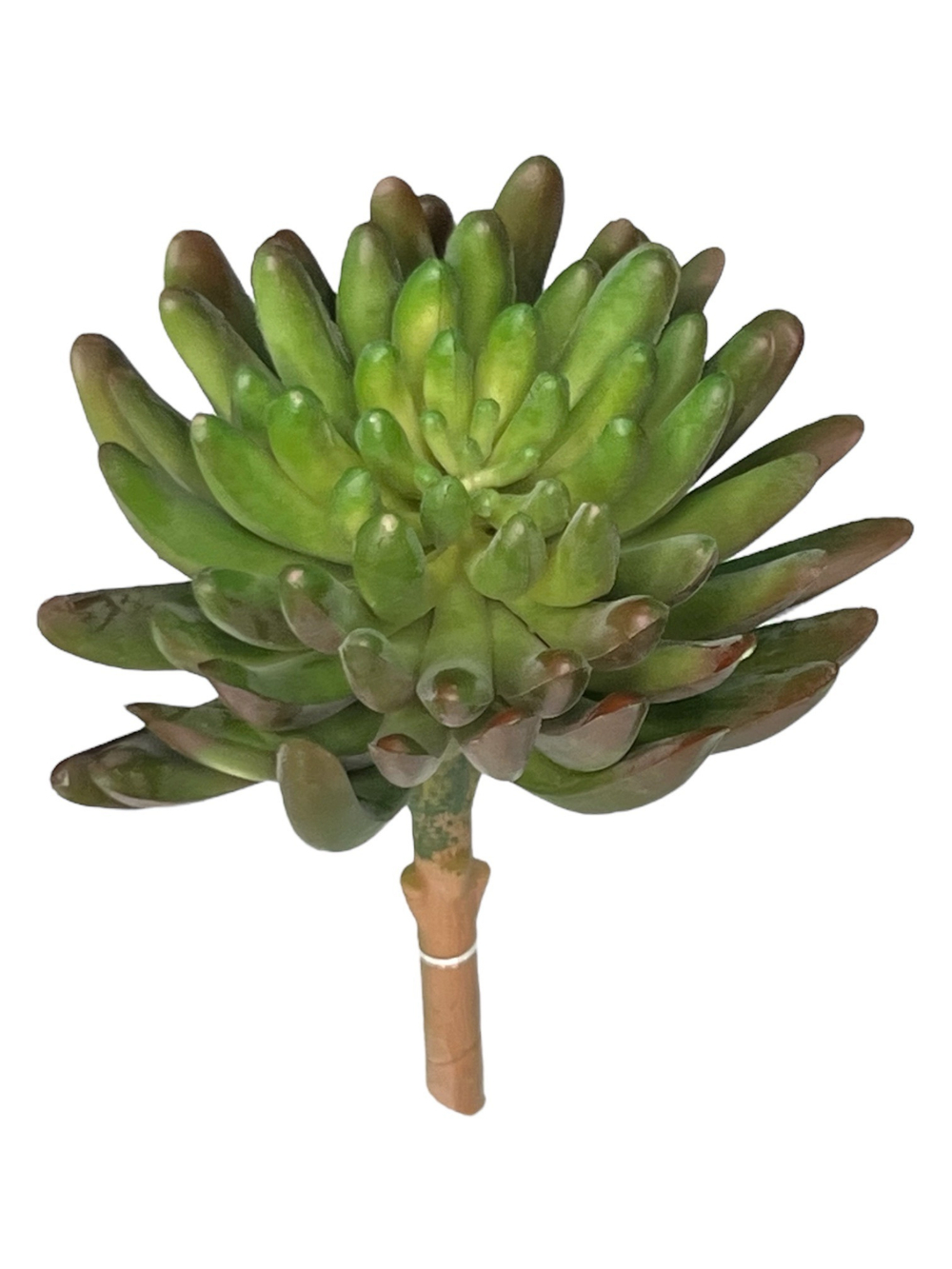 Суккулент 107 темно-зеленый