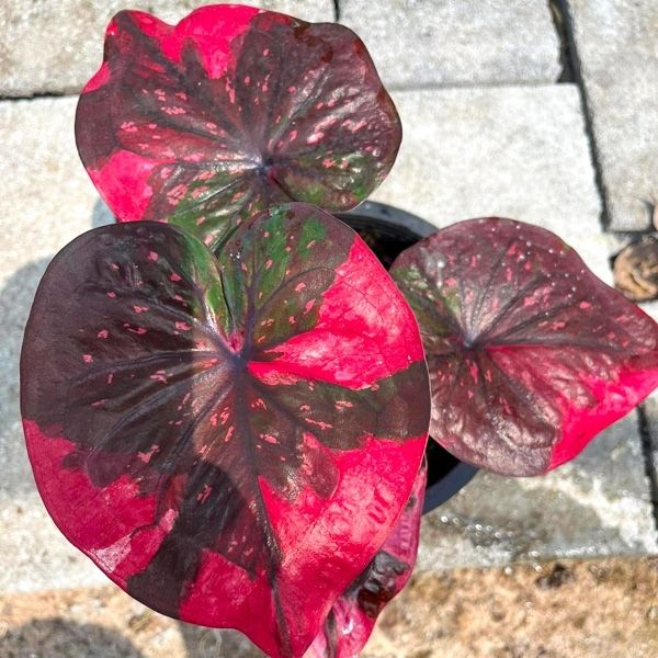 Каладиум Gakhap Phrik – Chili Crow Каладиум Gakhap Phrik – Chili Crow