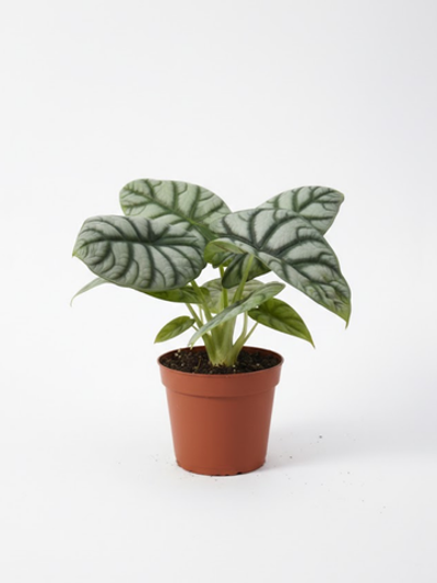 Алоказия White Rhinoceros (30) д.11