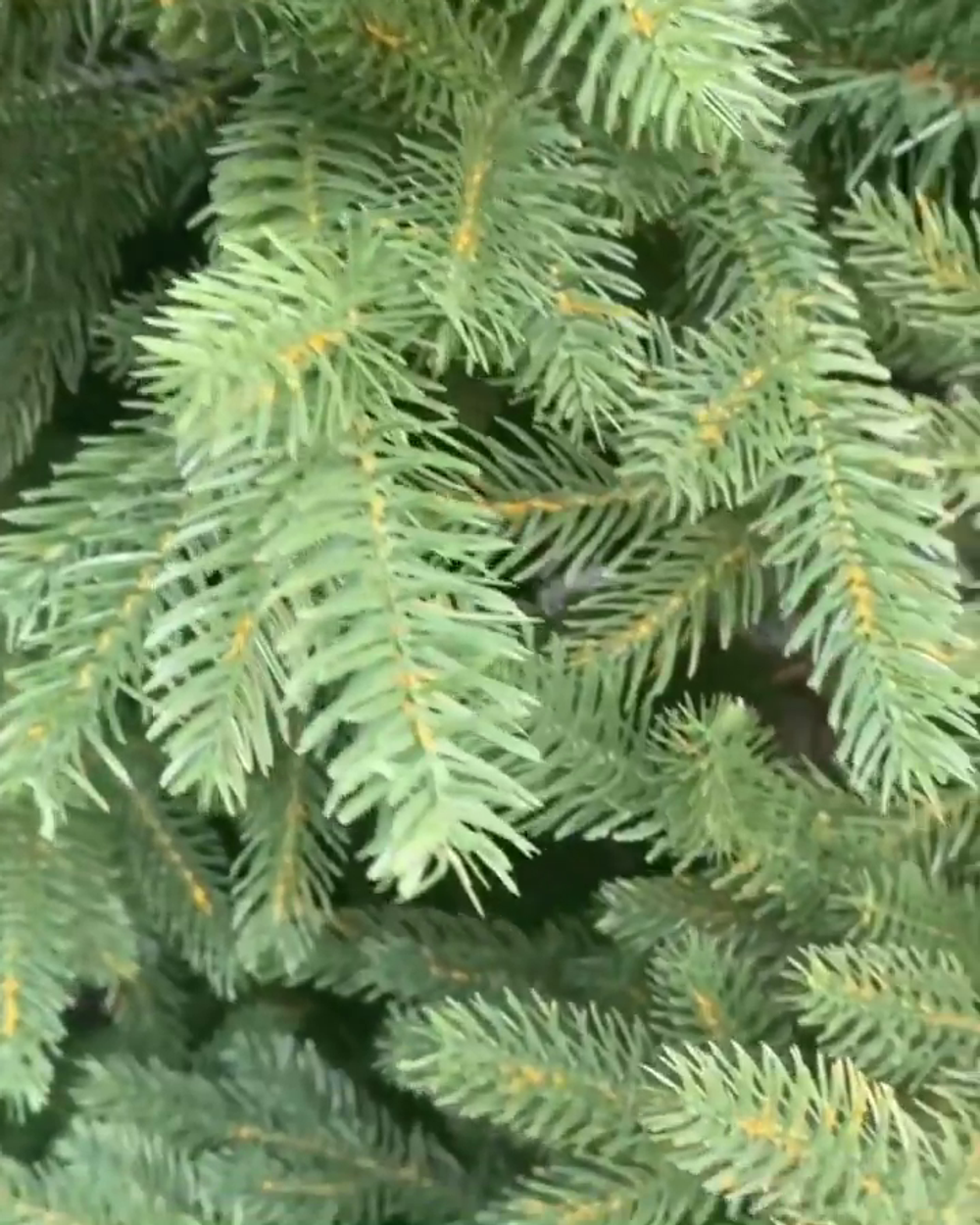 Большая елка «Финская» (Литая+пвх) 5 м