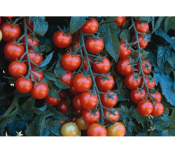 Томат Черри Требус F1 (25шт) Витагрин Профи
