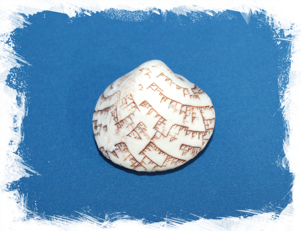 Лиоконха Кастренсис, 3-5см, 1шт