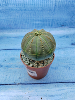 Euphorbia Obesa (Эуфорбия)