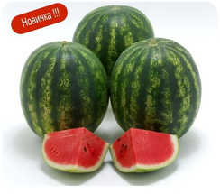 Криспид F1 семена арбуза (Sakata / Саката)