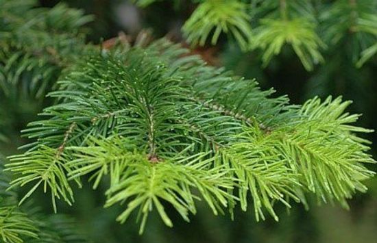 Пихта сибирская