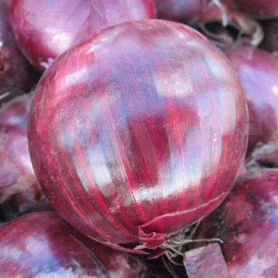 EX 07714593 F1 семена лука репчатого продукт