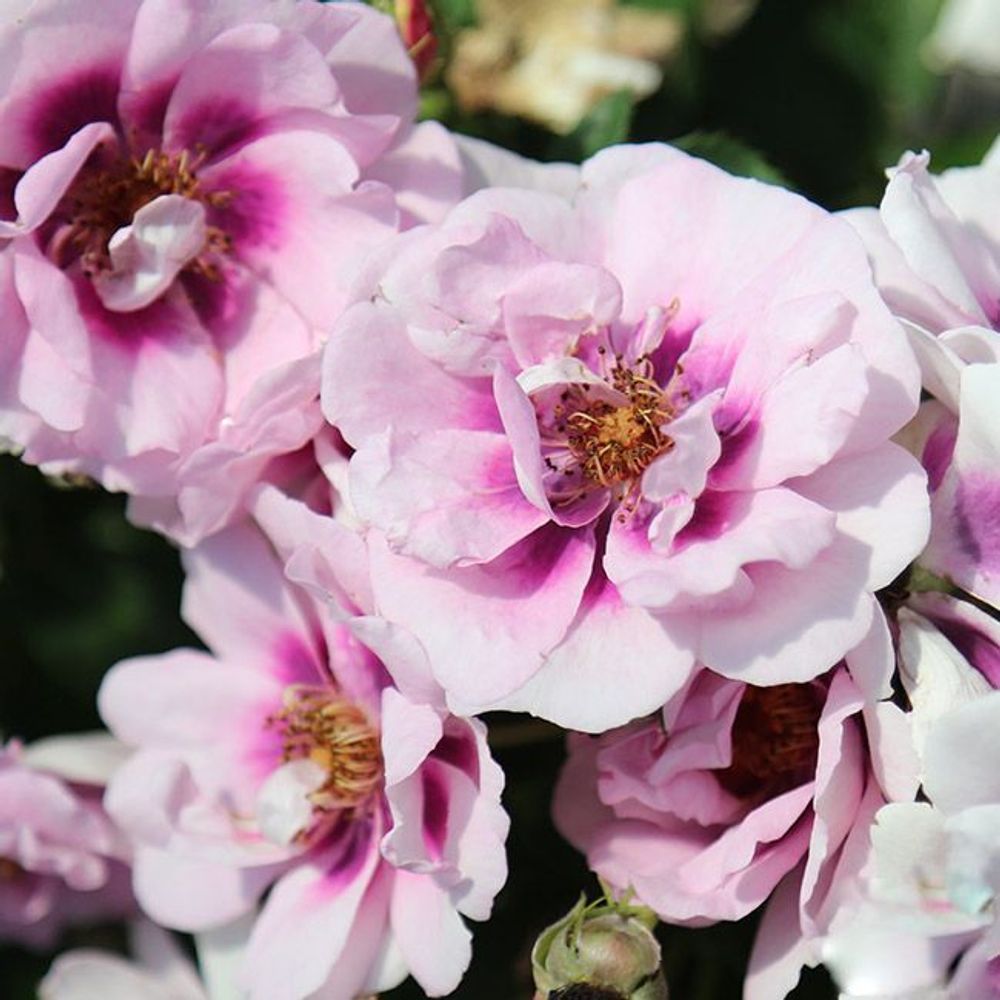 Изи он зе Ай (Easy on the Eyes)