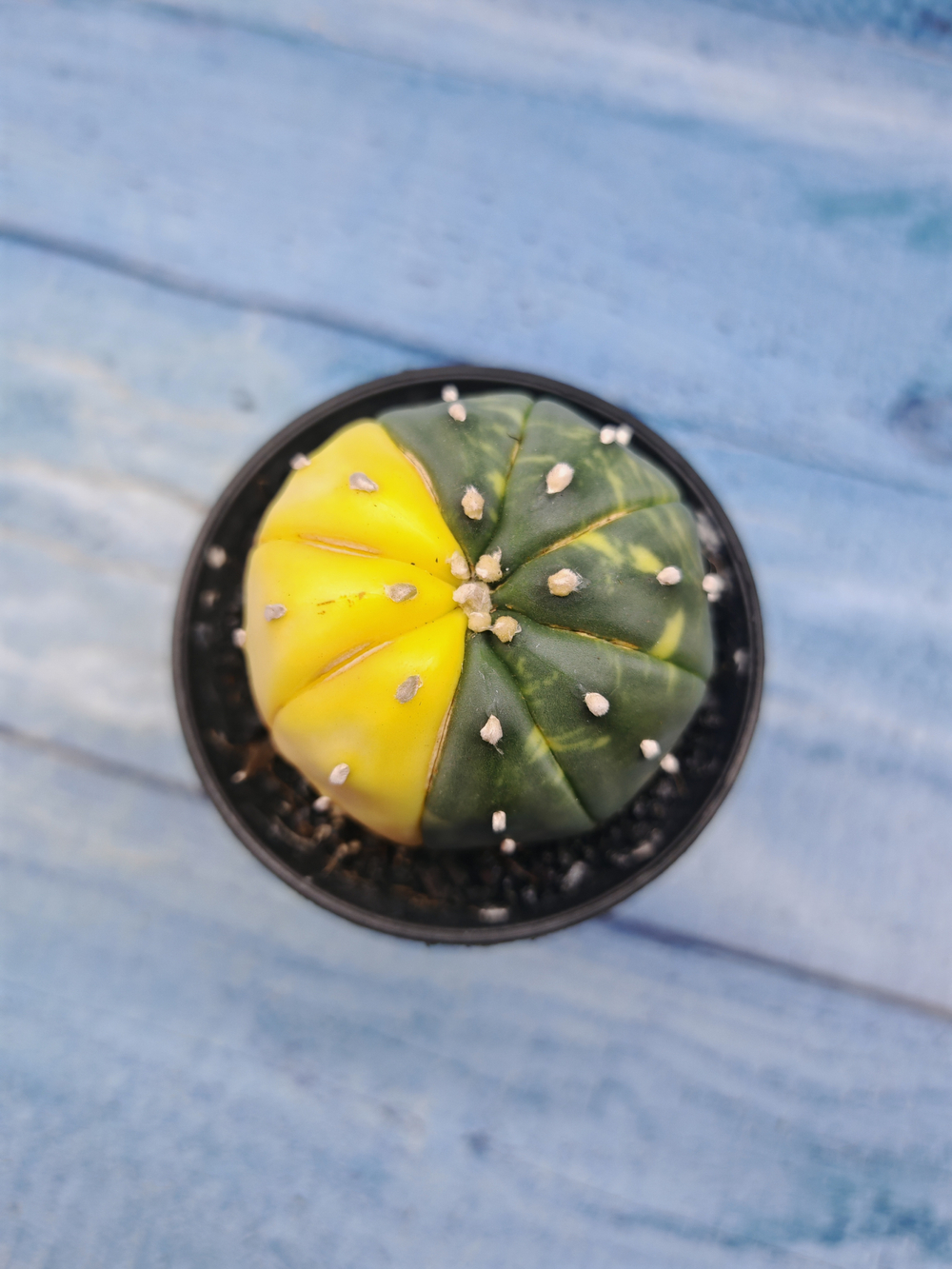 Astrophytum Asterias variagate (Астрофитум)