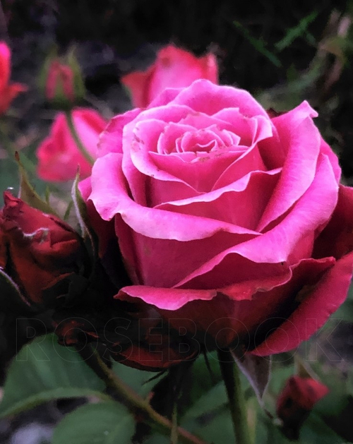 Роза Шангри-Ла (ч.-гибрид)