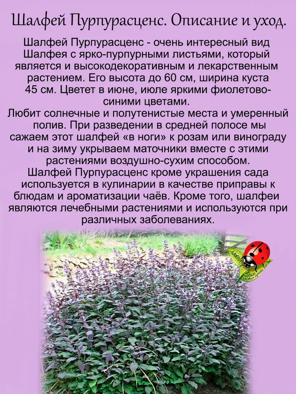 Шалфей Пурпурасценс фиолетовый вариегатный