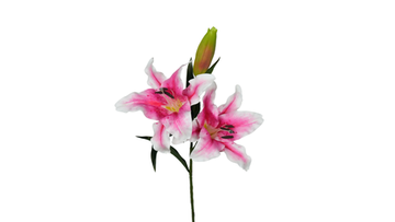 Тигровая лилия - Розовый