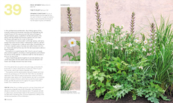 What Grows Together: Fail-Safe Plant Combinations for Every Garden