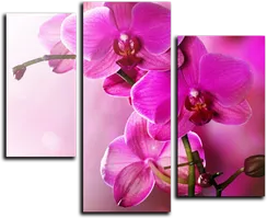 Модульная картина "Цветение орхидеи"