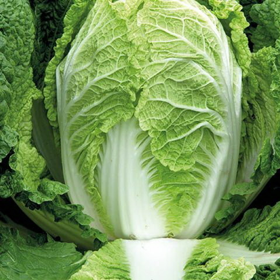 ПРЕДУРО F1 семена капусты пекинской Takii купить – фото 2