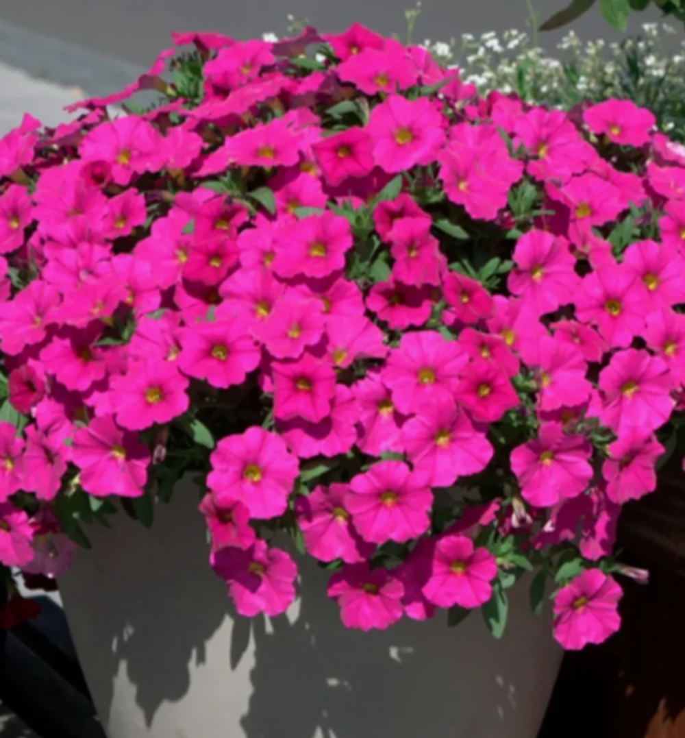 ЕВРО Петхоа Pretty Pam укорененный черенок ОКС начало декабря