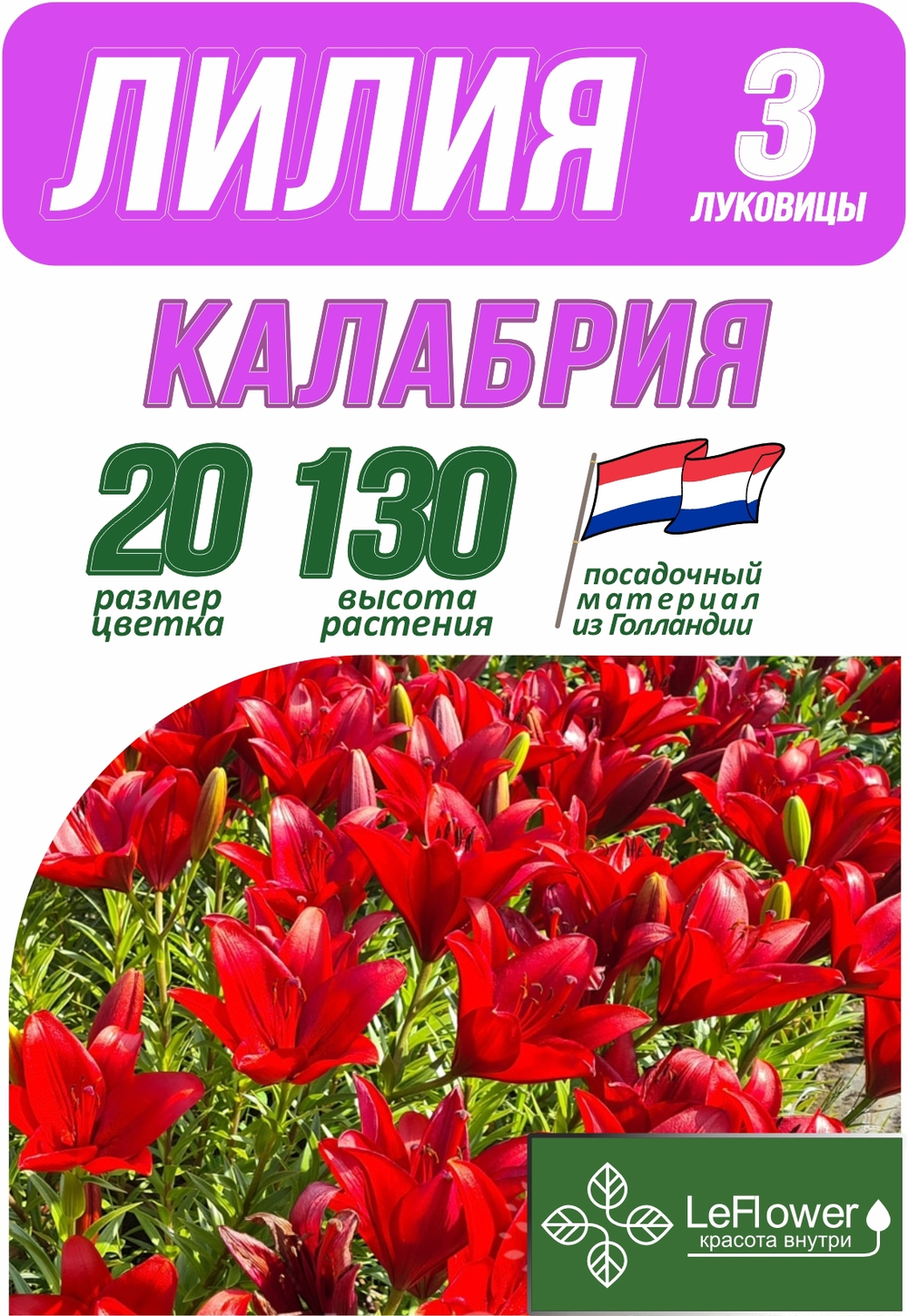 Лилия Луковица, Калабриа, ЛА-гибрид, 3 шт