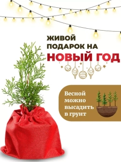 Туя западная Смарагд Новогодняя 10-15 см