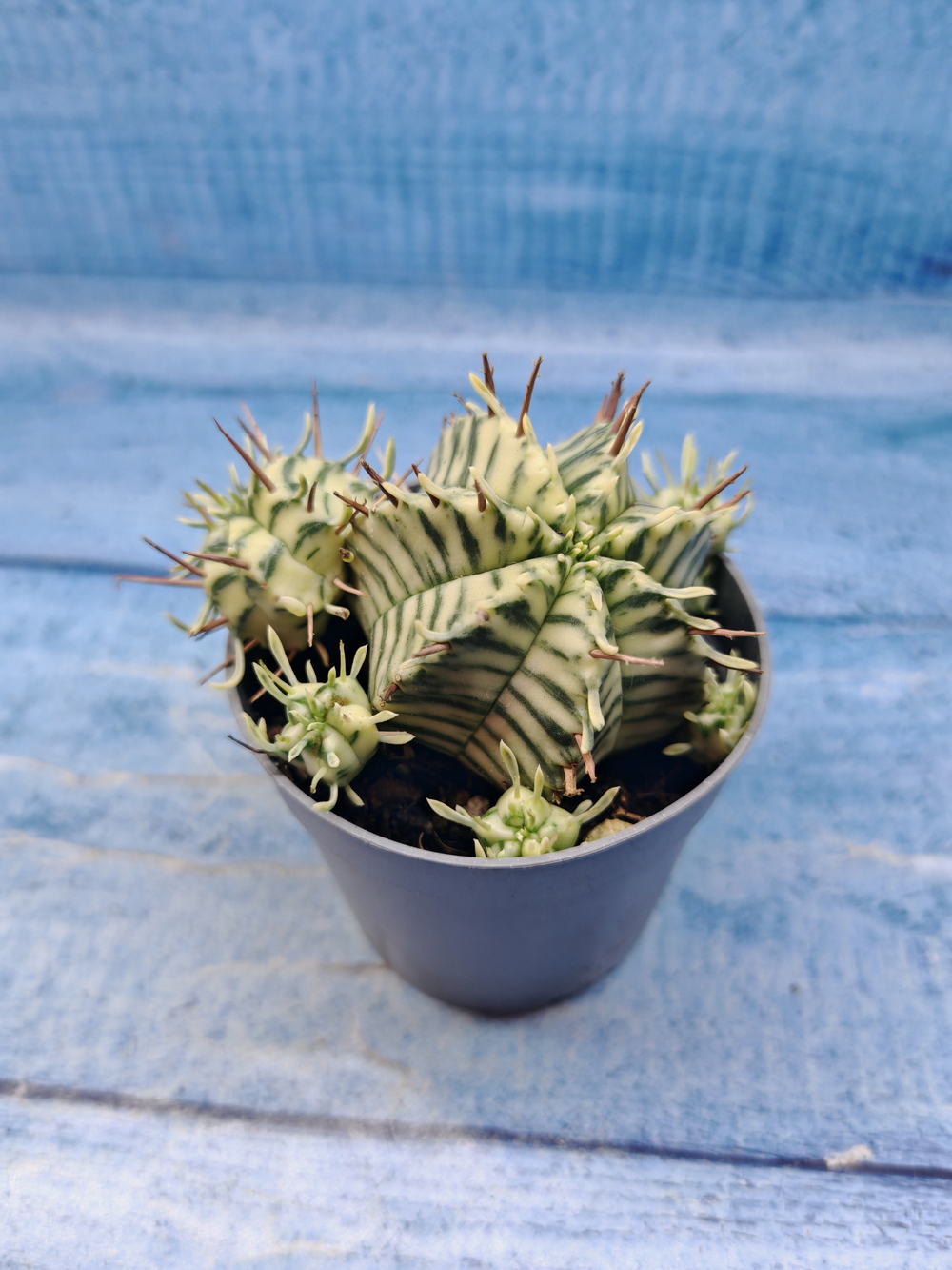 Euphorbia meloformis f. Variegated (Эуфорбия вариегатная)