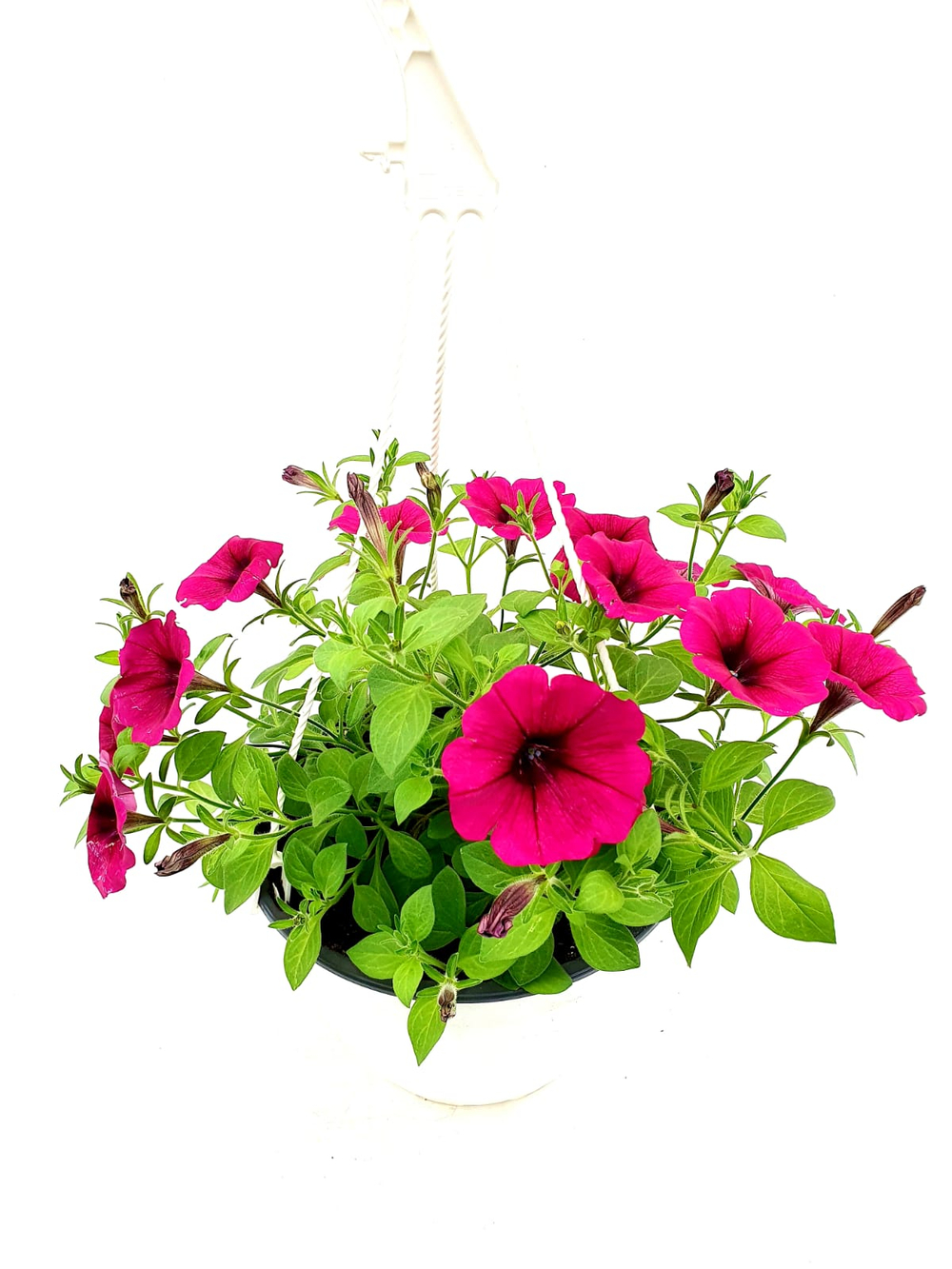 Петуния подвесная