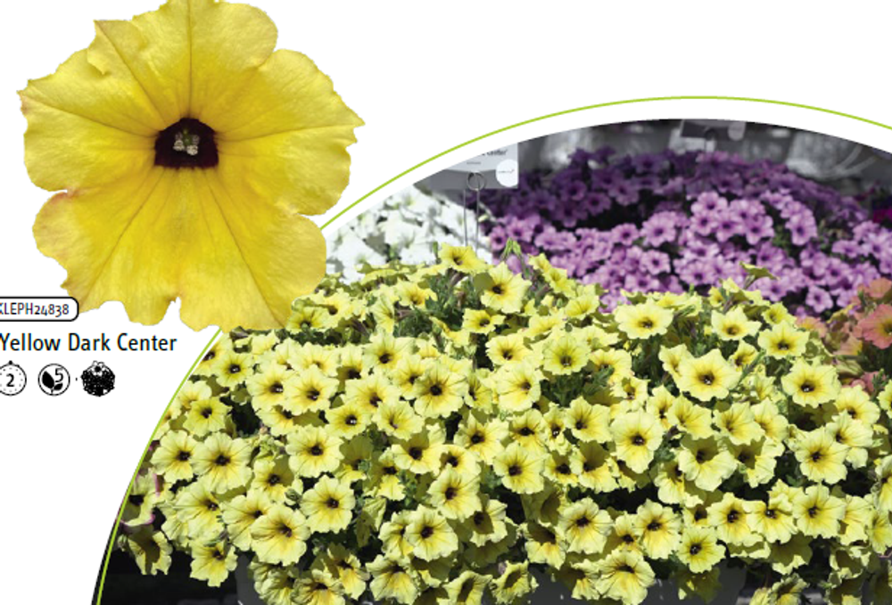 ЕВРО Петуния Alpetunia Yellow dark center укорененный черенок ОКС начало декабря