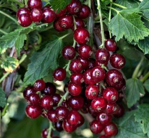 Смородина красная Гранатовая