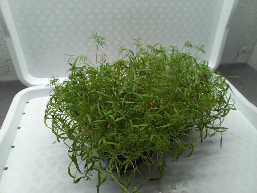 Фенхель микрозелень