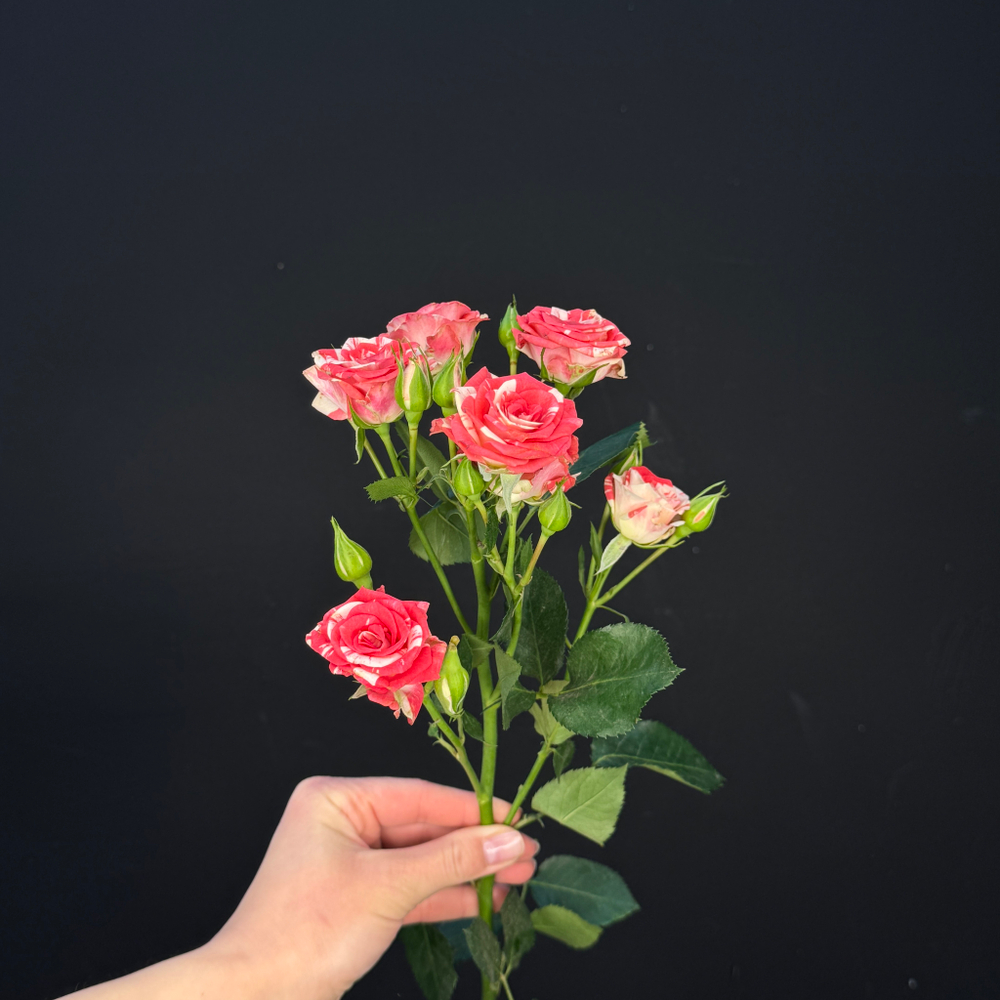 Роза кустовая fireworks / 1 шт