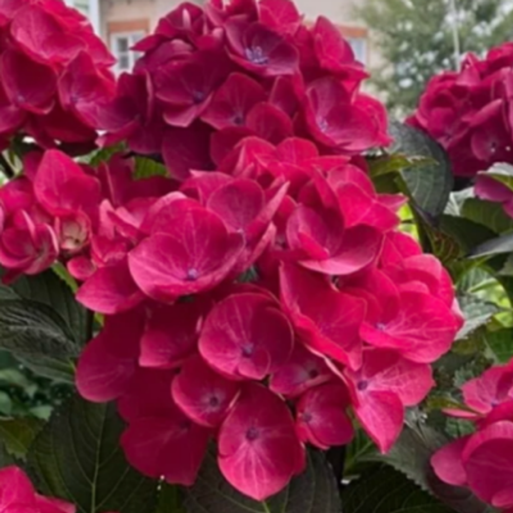 "Ред Ангел" Блек Диамондс (Black Diamonds «Red Angel») С2 Европа весна 2025 г.