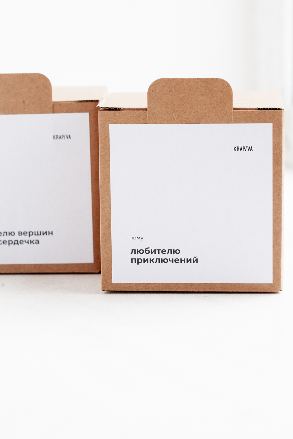 Кофейное дерево в бетонном кашпо