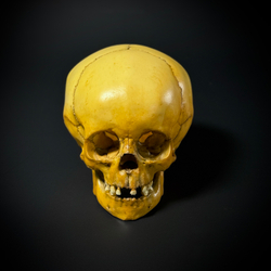 Череп человека ребёнок (анатомическая модель)