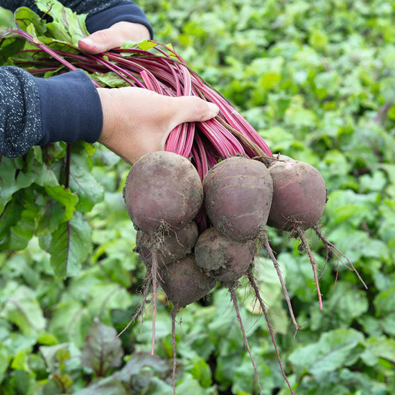 Водан F1 семена свеклы (Bejo / Бейо) продукт – фото 2