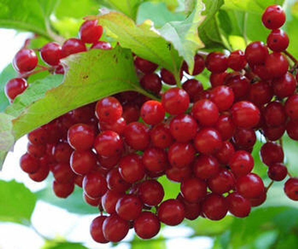 Калина Красный коралл (ОКС)