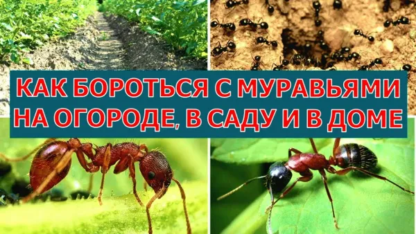 Защита сада от муравьев: как избавиться от непрошеных гостей без вреда для урожая Защита сада от муравьев: как избавиться от непрошеных гостей без вреда для урожая