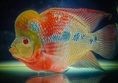 Хорн Золотая Камфа