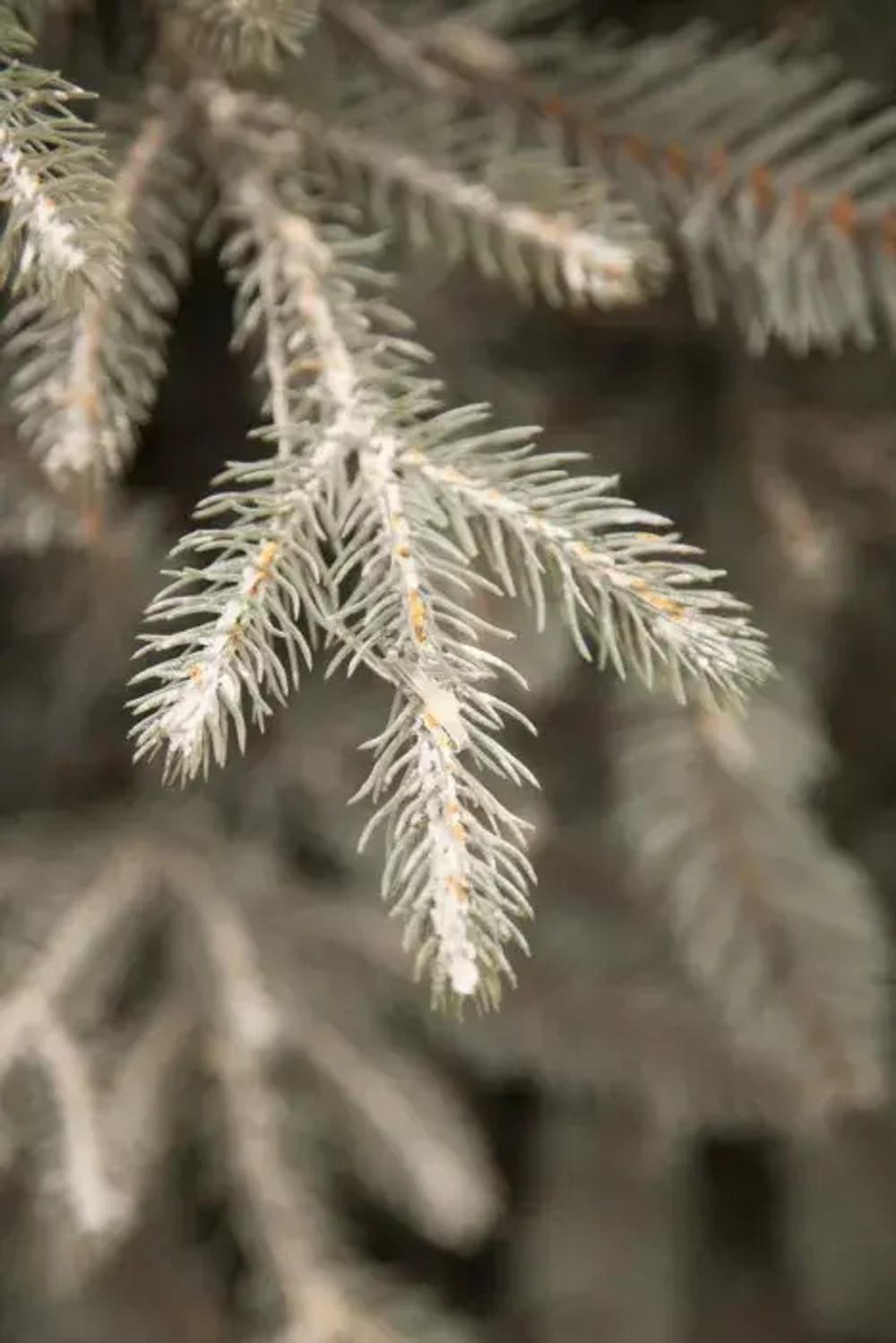 Ель Леара 185 см., 700 LED ламп, Литая хвоя+ПВХ, серебристая, Black Box (74451)