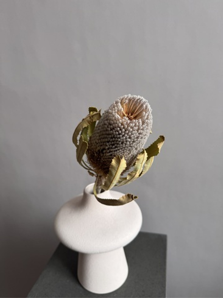 Банксия Бурдетта натуральная