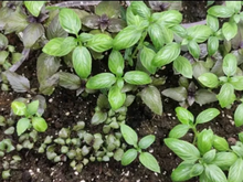 МАРИАН семена базилика (Enza Zaden | Alexagro)