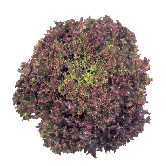 РЕВОЛЮЦИЯ семена салата Nunhems отзывы – фото 6