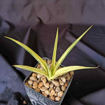 Сансевиерия GRACILIS VAR