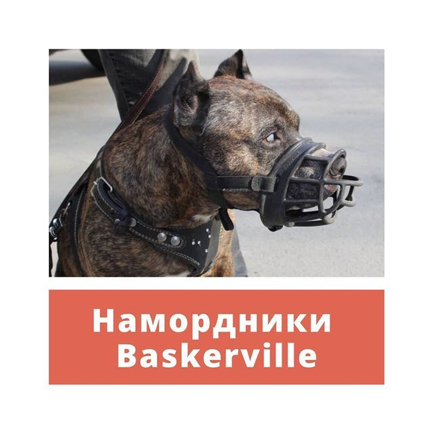 Намордники Baskerville