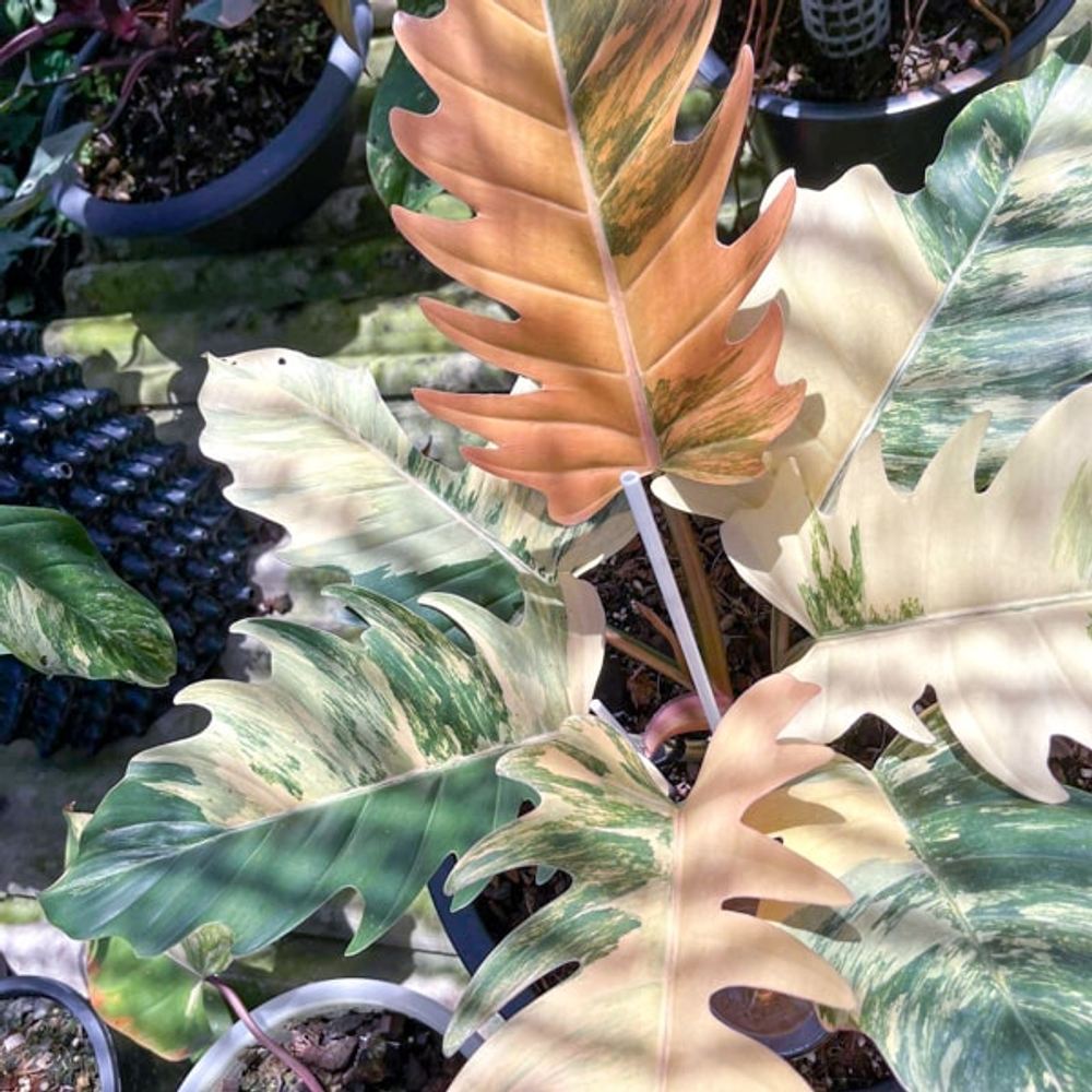 Филодендрон CARAMEL MARBLE